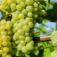 Thompson Seedless Grapevine - 1