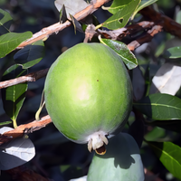 Waingaro Pineapple Guava Bush - 1