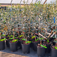 Waingaro Pineapple Guava Bush - 2