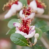 Waingaro Pineapple Guava Bush - 3