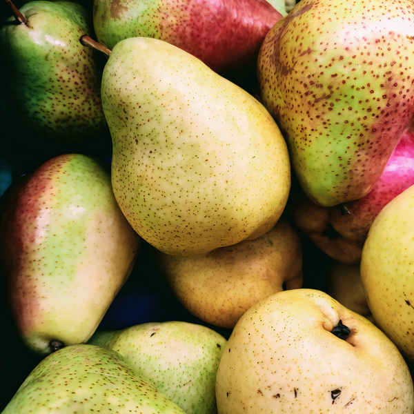 Warren Pear Tree