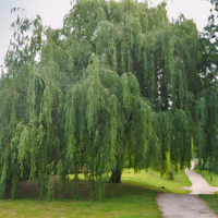 Weeping Willow - 1