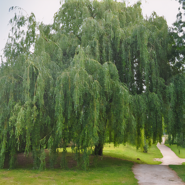 Weeping Willow