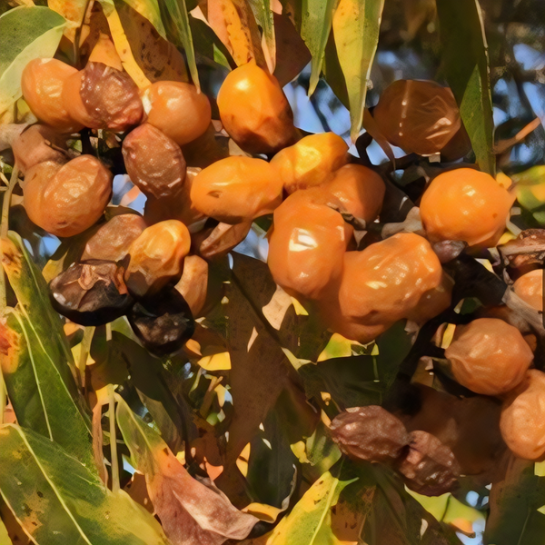 Western Soapberry