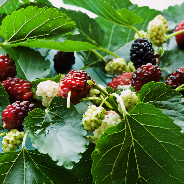 Russian Mulberry