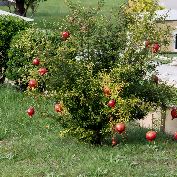 Wonderful Pomegranate Tree