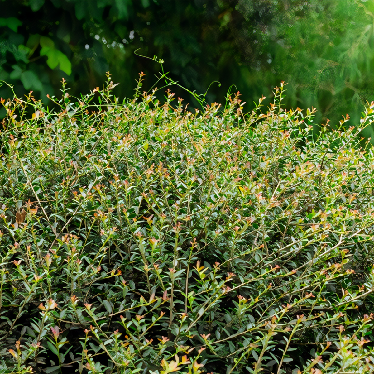Yaupon Holly - 1