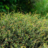 Yaupon Holly - 1