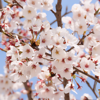 Yoshino Flowering Cherry Tree - 1