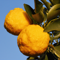 Yuzu Mandarin Tree - 1