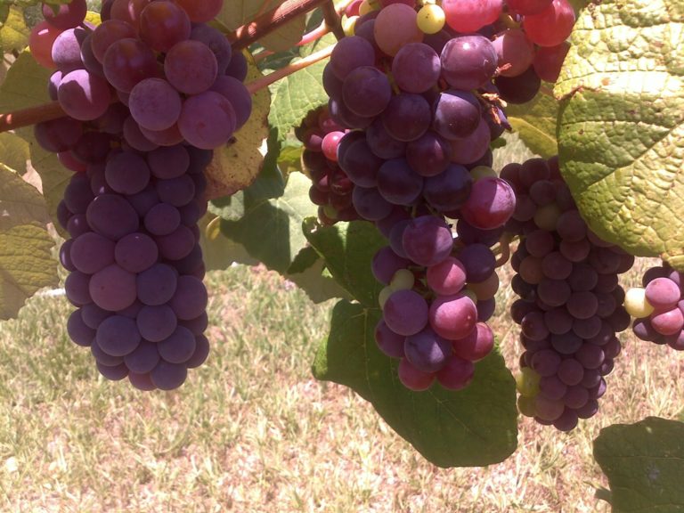 Reliance Seedless Red Grapevine Bob Wells Nursery U.S. Shipping