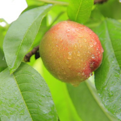 nectarine tree fruit