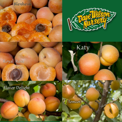 multigraft apricot tree
