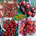 Cherry Trees Available - Bob Wells Nursery at Sorelle Farms