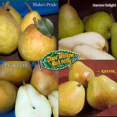 multi-graft pear
