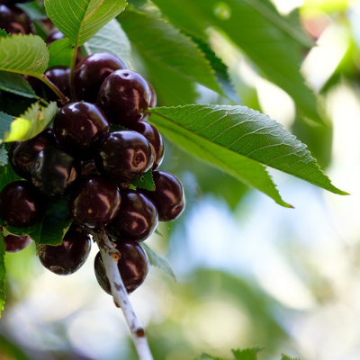 Black Cherry Tree fruit