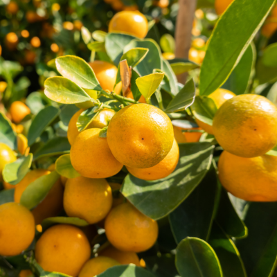 calamondins