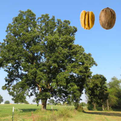 cape fear pecan