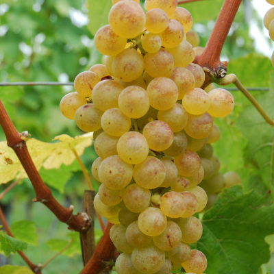 Chardonnay wine grape vine fruit