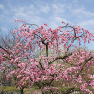 Weeping Peach