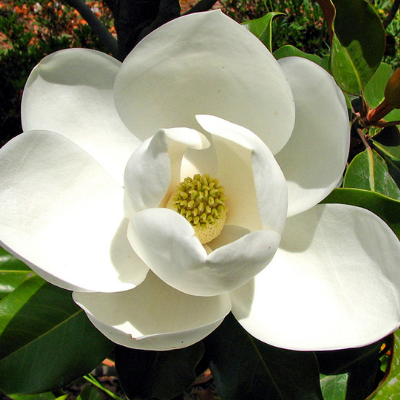 DD Blanchard magnolia blossom