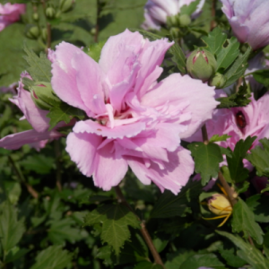 Pink Althea Plant - Bob Wells Nursery - U.S. Shipping