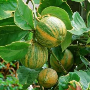 Eureka variegated pink lemon tree fruit