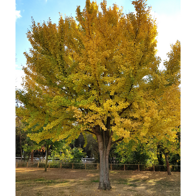 Ginkgo biloba maidenhair tree