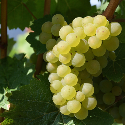 Himrod grape vine fruit
