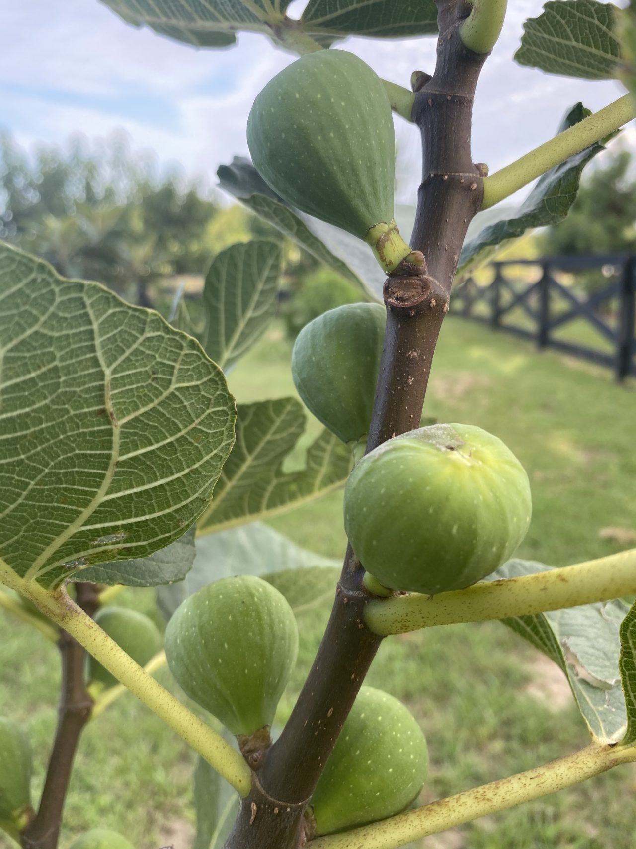 Ischia Fig Tree Bob Wells Nursery U.S. Shipping