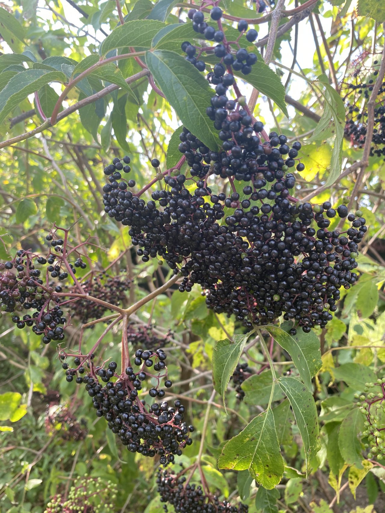 Johns Elderberry Plant Bob Wells Nursery U.S. Shipping
