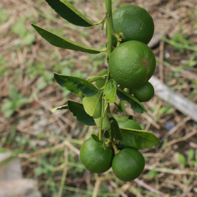 Key lime tree (thornless cultivar)