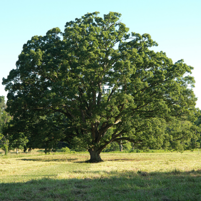 Live Oak Tree