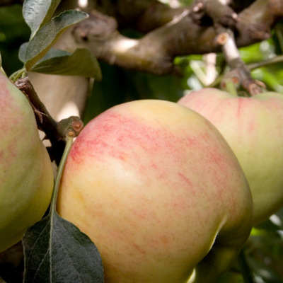 Mollie's delicious apple