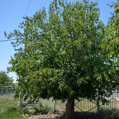 Mulberry Tree