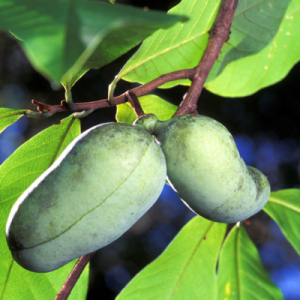 American Pawpaw Tree - Bob Wells Nursery - U.S. Shipping