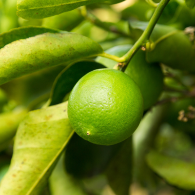 persian lime