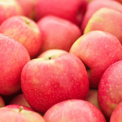 Pink Lady Apple (Malus 'Pink Lady') in Salt Lake City, Utah (UT) at  Millcreek Gardens