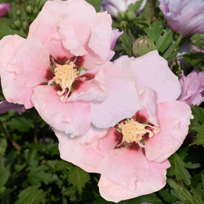 Pink althea - rose of sharon