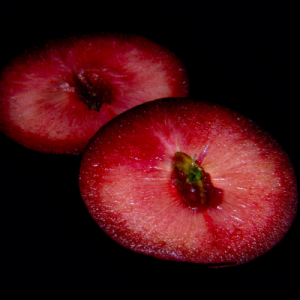 Burgundy Plum Tree - Buy Online - Bob Wells Nursery