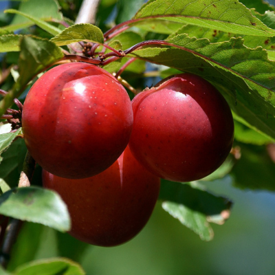 plum fruit trees