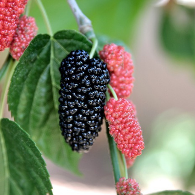 Dwarf Black Fruiting Mulberry Tree - Bob Wells Nursery