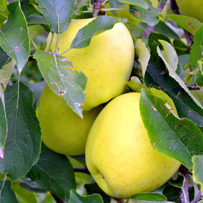 Starkspur® Golden Delicious Apple Tree