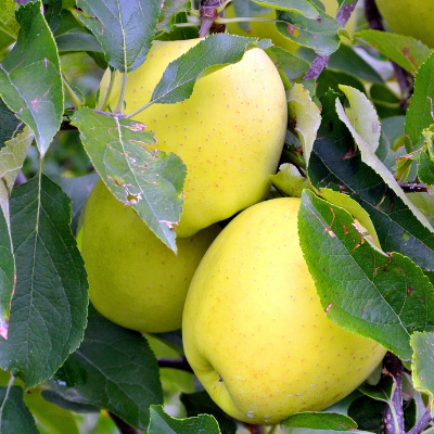 Dwarf Granny Smith Apple Tree - A true culinary delight for fresh eating,  baking, and cooking! (2 years old and 3-4 feet tall.)