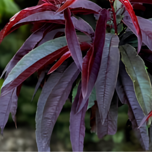 Red Peach Leaves