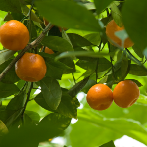 satsuma