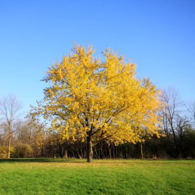 Silver maple