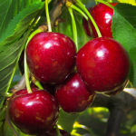 Stella Cherry Tree - Bob Wells Nursery - U.S. Shipping