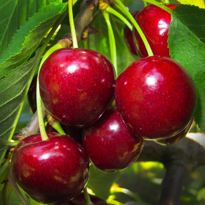 Stella Cherry tree fruit