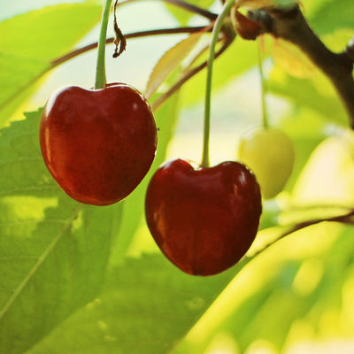 Sweetheart cherries